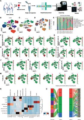 scRNA-seq characterizing the heterogeneity of fibroblasts in breast cancer reveals a novel subtype SFRP4+ CAF that inhibits migration and predicts prognosis